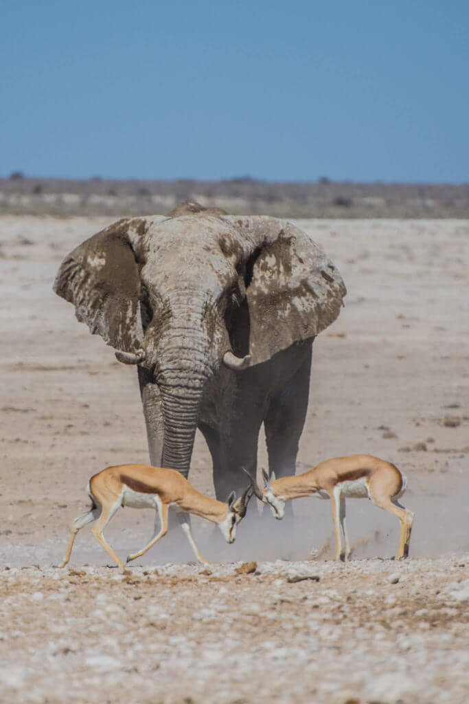 Namibia's elephant in desert Namibia's elephant in desert