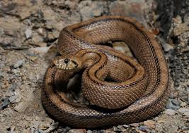 Aid kit essential survival equipment is the only issue in case of emergency during your walking. ( photo: Ladder snake of desert) Aid kit essential survival equipment is the only issue in case of emergency during your walking. ( photo: Ladder snake of desert)