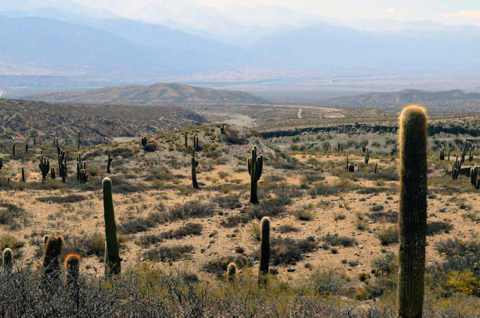 The natural richness of the life desert The natural richness of the life desert