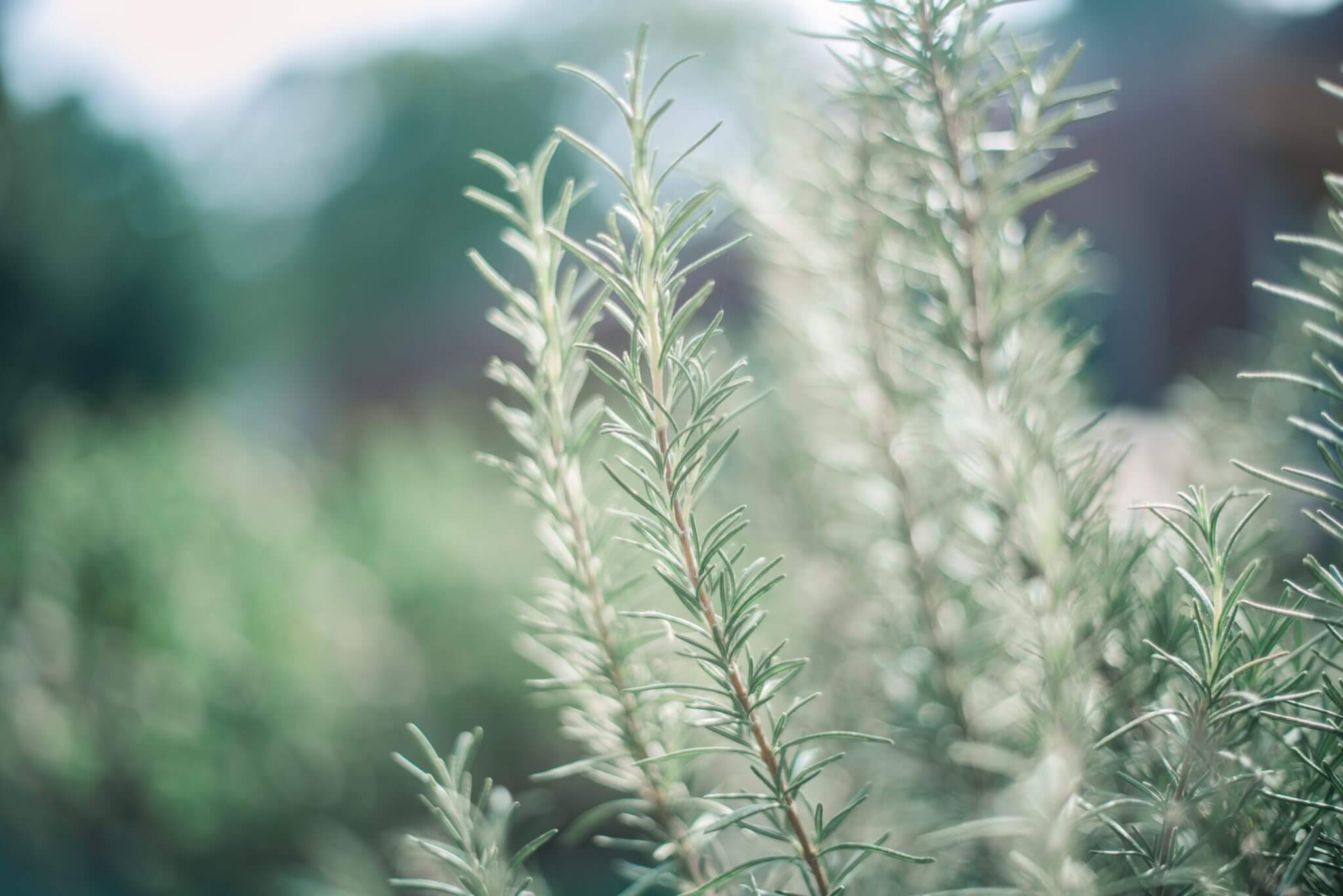 Desert herbs: Rosemary tree or Laurus nobilis Desert herbs: Rosemary tree or Laurus nobilis