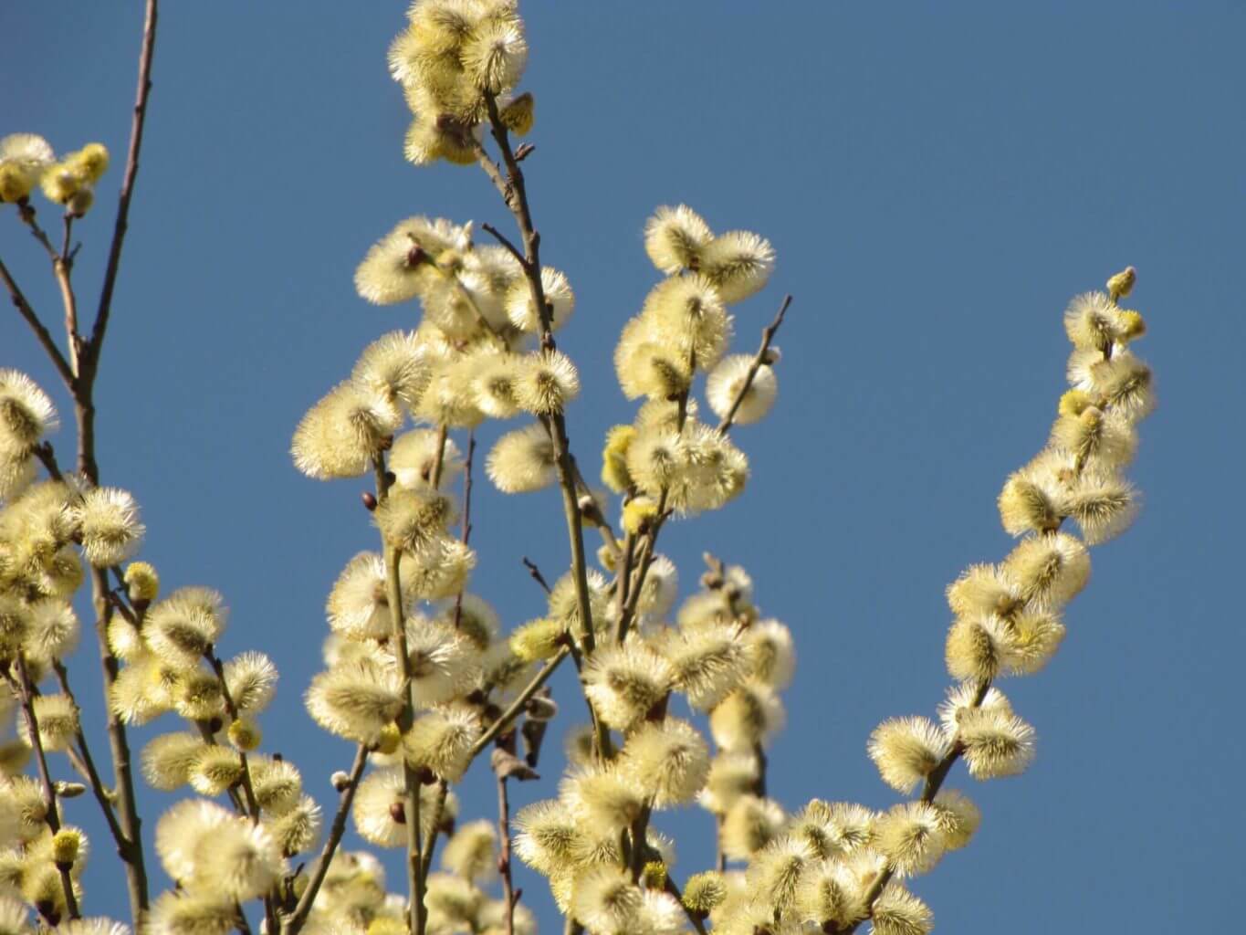 Willows The Growing Plant of Desert This plant is actually a large