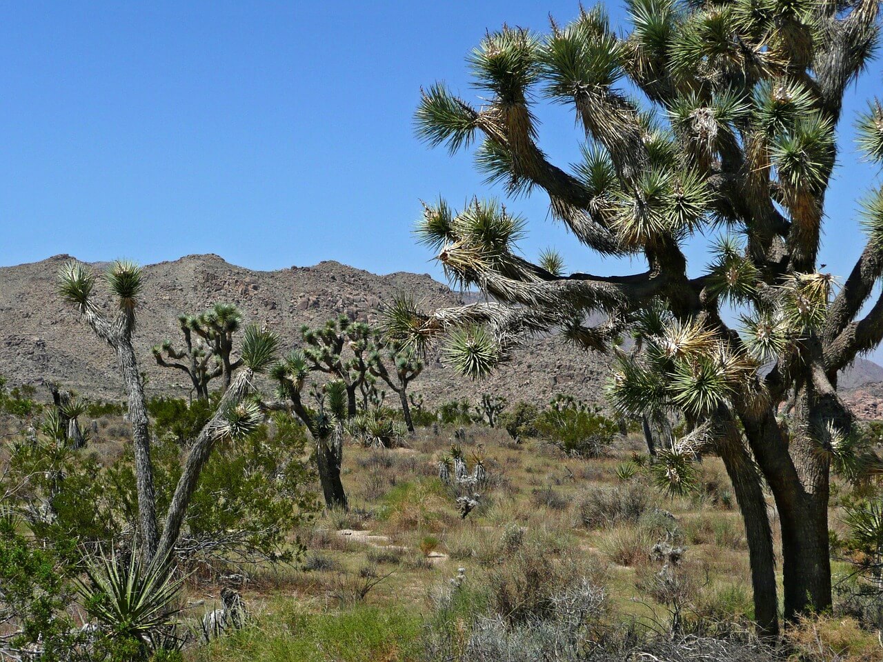 Joshua tree Joshua tree
