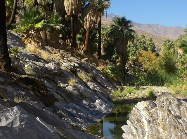 Palm desert canyon,California Palm desert canyon,California