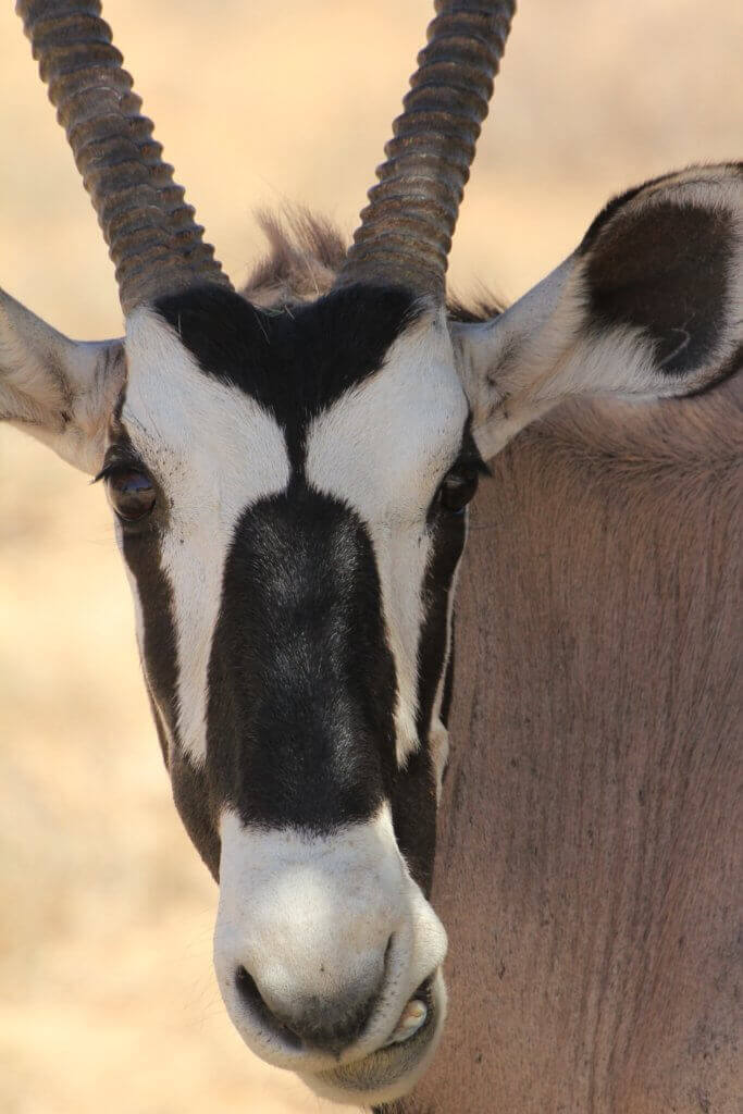 Gemsbok of Kalahari with it impressive horns Gemsbok of Kalahari with it impressive horns